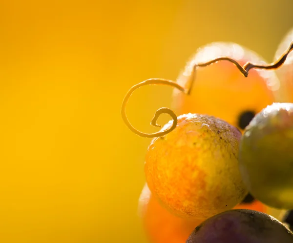 Wino z winogron na gałąź winorośli — Zdjęcie stockowe