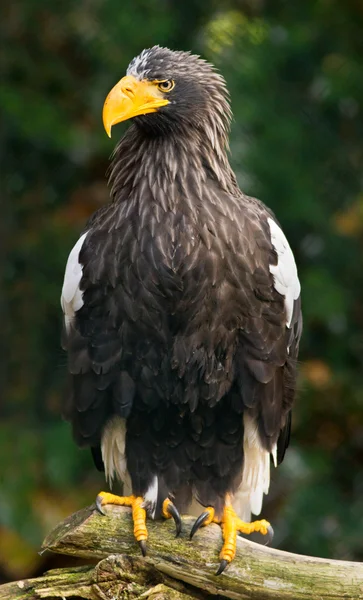 Steller águila marina fotos de stock, imágenes de Steller águila marina sin  royalties | Depositphotos