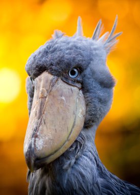 shoebill, Ebu markub