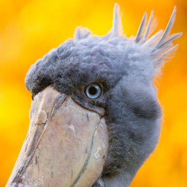 shoebill, Ebu markub