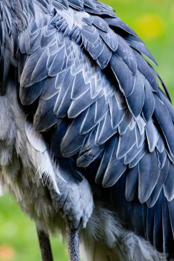 shoebill, Ebu markub