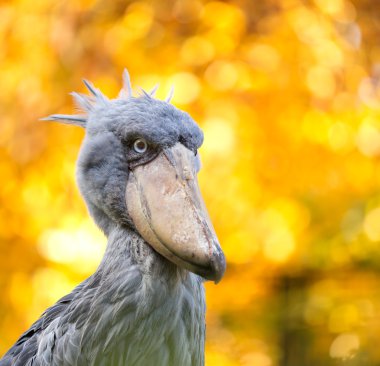 shoebill, Ebu markub