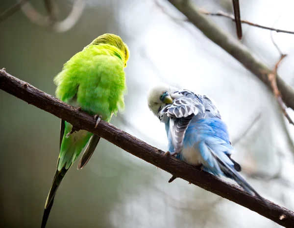 Sevimli küçük muhabbet kuşu kuş — Stok fotoğraf