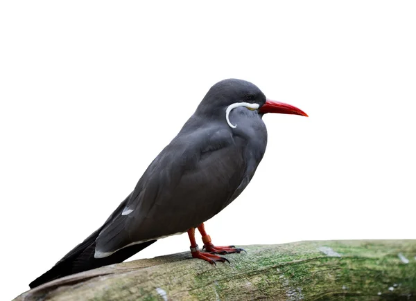 Havet fågel — Stockfoto