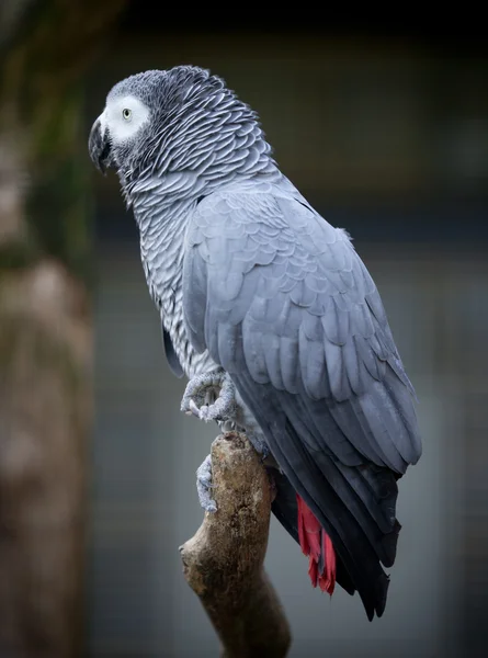 翼の灰色のコンゴウインコ — ストック写真