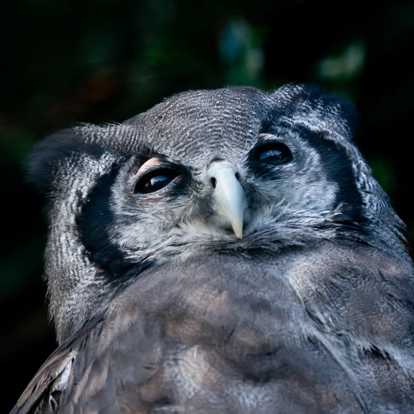 Bubo lacteus — Stockfoto