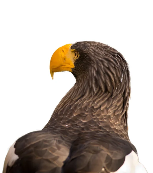 Steller 's Sea Eagle — стоковое фото