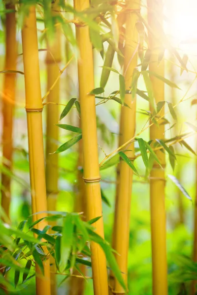 Forêt de bambous frais — Photo