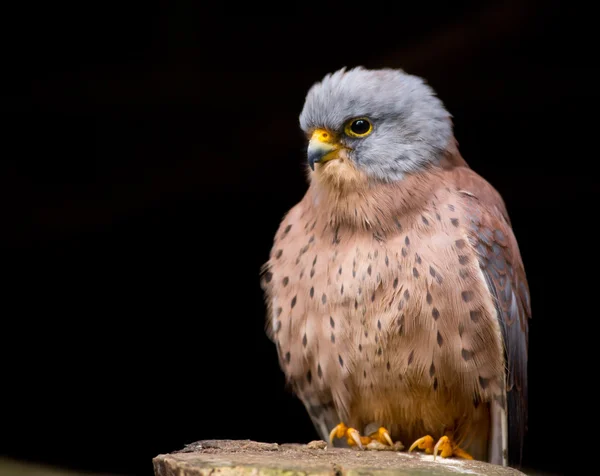 Kestrel inferior — Fotografia de Stock