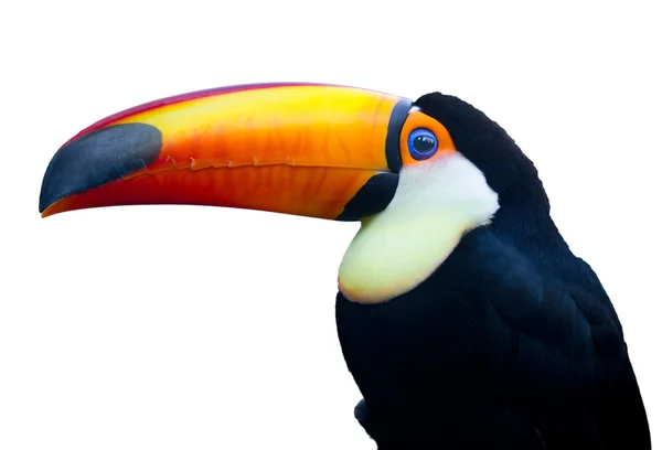 Πολύχρωμο toucan πουλί — Φωτογραφία Αρχείου