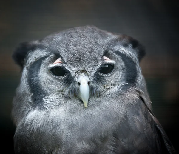 Bubo lacteus — стокове фото