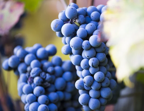 Wine grapes on a vine branch — Stock Photo, Image