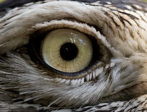 Vogel-oog — Stockfoto