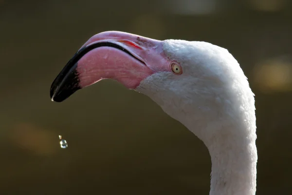 Американский или карибский фламинго — стоковое фото