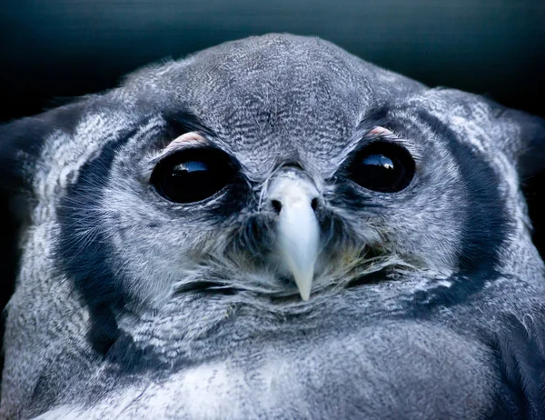 Bubo lacteus — Stockfoto