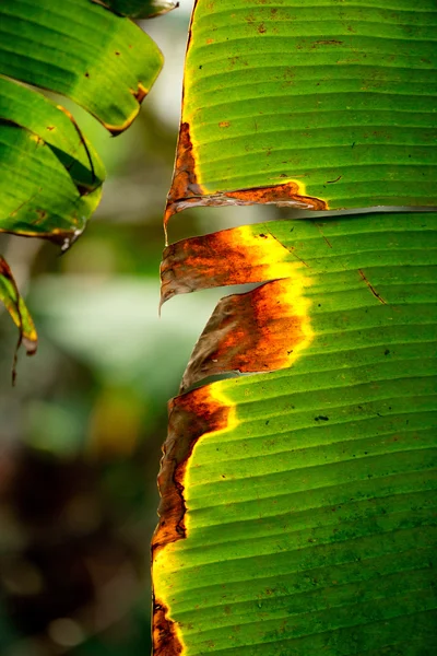 Пальмового листя — стокове фото