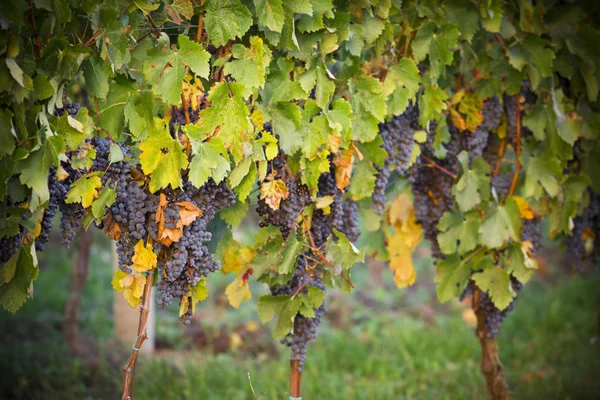 Uvas de vinho em um ramo de videira — Fotografia de Stock