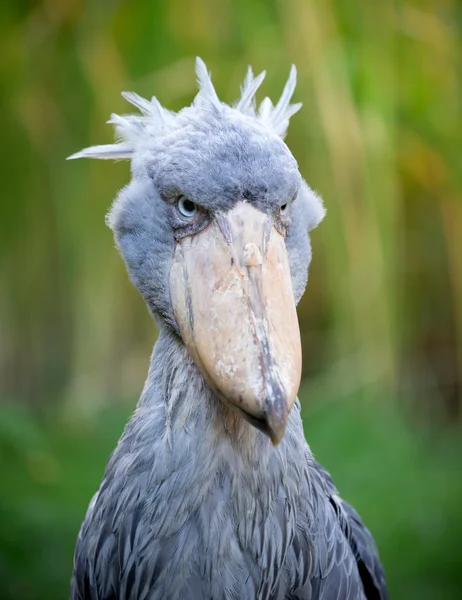 Papucscsőrű gólya, abu markub — Stock Fotó