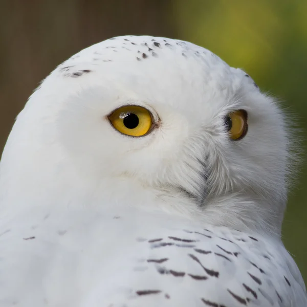 Snow owl — Stock Photo, Image