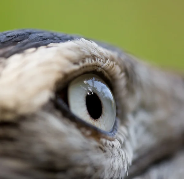 Oeil d'oiseau — Photo