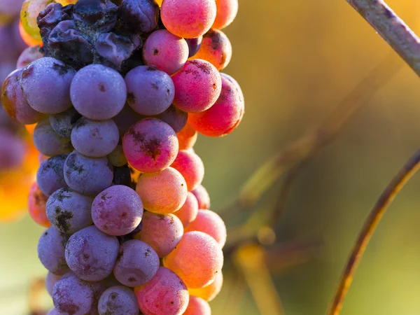 Uvas de vinho em um ramo de videira — Fotografia de Stock