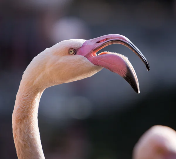 Flamingo americano ou caribenho — Fotografia de Stock