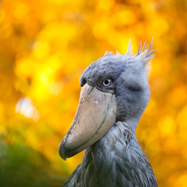 Shoebill, Αμπού markub — Φωτογραφία Αρχείου