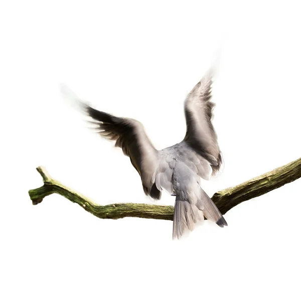 Havfugl i bevægelse - Stock-foto