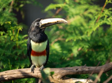 renkli toucan kuş