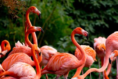 Amerikan veya Karayip flamingo