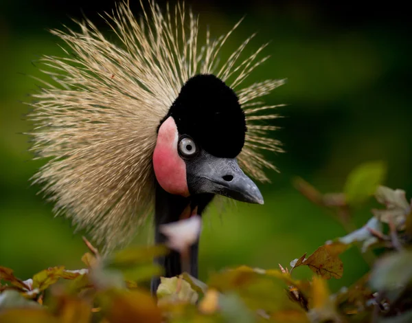 Gri bir close-up vinç taç giydi. — Stok fotoğraf