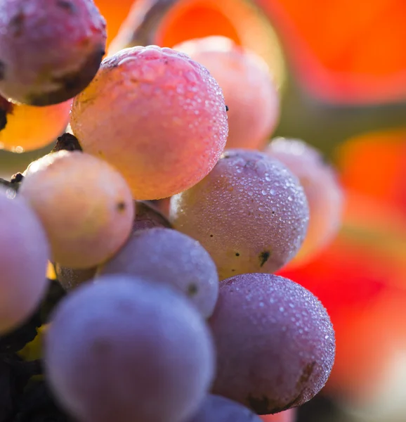 ツルの枝にワインのブドウ — ストック写真
