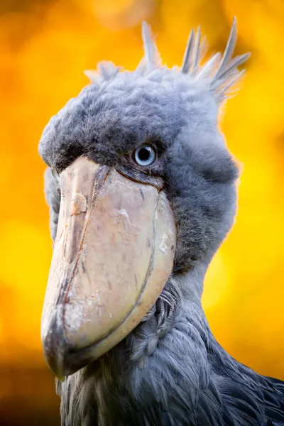 Shoebill, Αμπού markub — Φωτογραφία Αρχείου