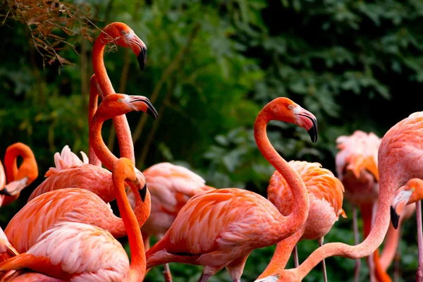 American or Caribbean Flamingo — Stock Photo, Image