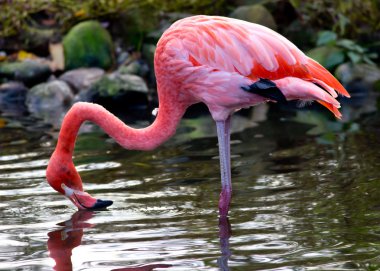 Amerikan veya Karayip flamingo
