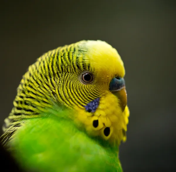 Χαριτωμένο μικρό πουλί budgie — Φωτογραφία Αρχείου