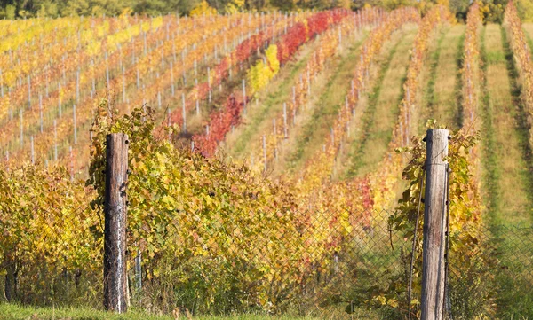 Uvas de vinho em um ramo de videira — Fotografia de Stock