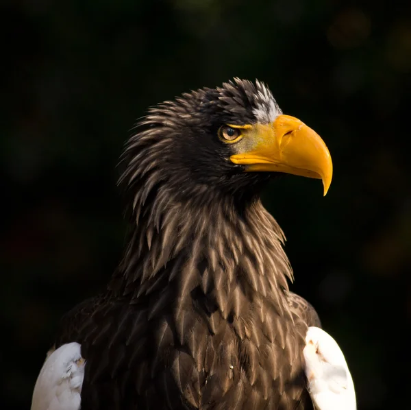 Steller's sea eagle — Stock Photo, Image