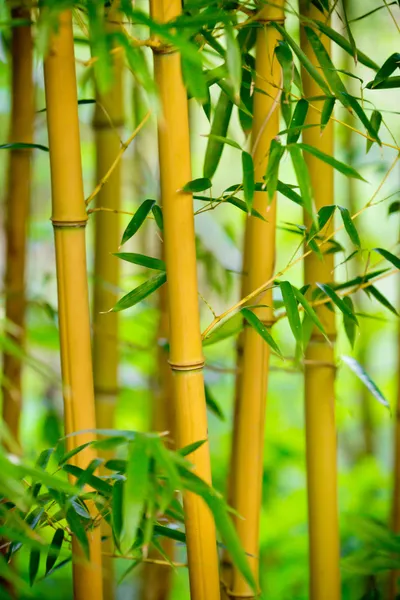 Taze bambu ormanı — Stok fotoğraf