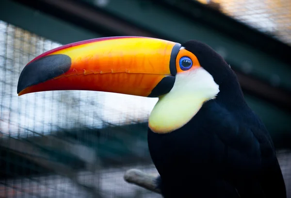 Renkli toucan kuş — Stok fotoğraf