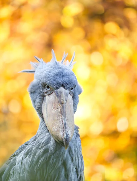 Shoebill, 아 부 markub — 스톡 사진