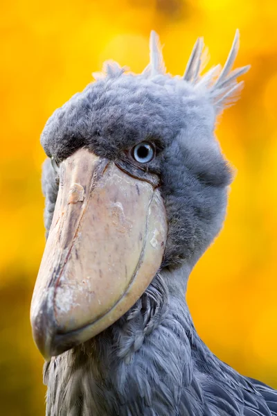 Papucscsőrű gólya, abu markub — Stock Fotó