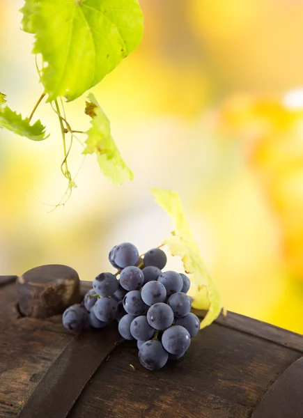 Szőlő a szőlő-ág — Stock Fotó