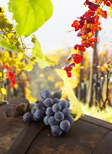 Wine grapes on a vine branch — Stock Photo, Image