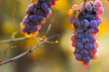 şarap üzüm asma dal