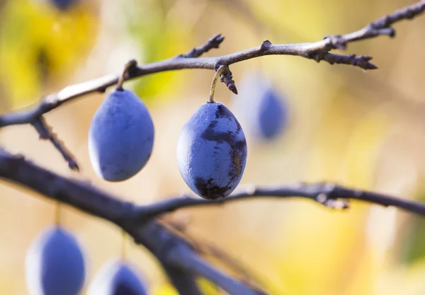 Prunes mûres bleues — Photo
