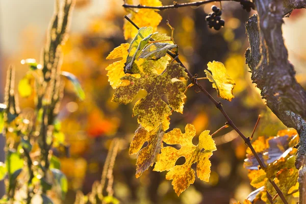 Виноград на виноградной ветке — стоковое фото