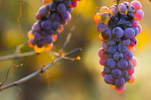 Uvas de vinho em um ramo de videira — Fotografia de Stock