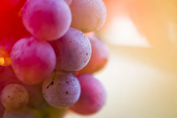 Szőlő a szőlő-ág — Stock Fotó