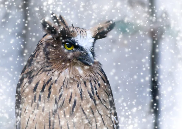 Great Horned Owl — Stockfoto